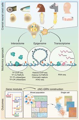 The Cranial Neural Crest in a Multiomics Era